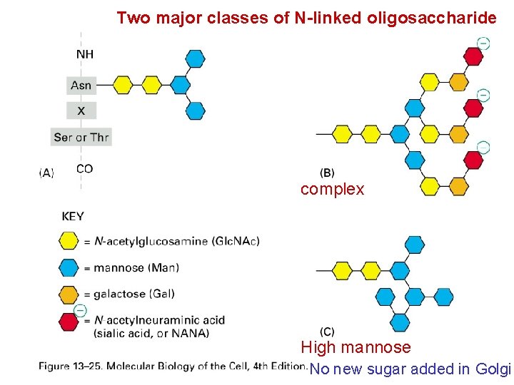 Two major classes of N-linked oligosaccharide complex High mannose No new sugar added in