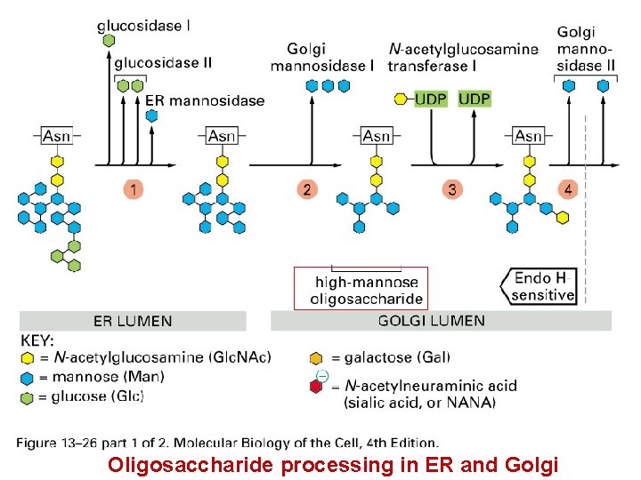 Oligosaccharide processing in ER and Golgi 