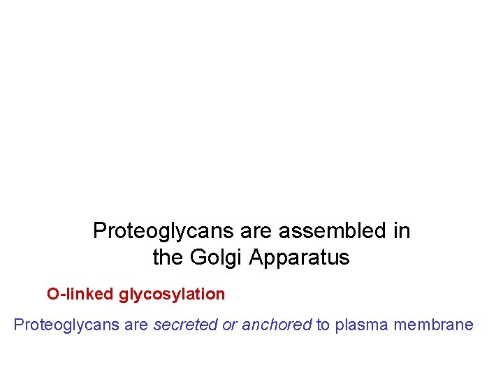 Proteoglycans are assembled in the Golgi Apparatus O-linked glycosylation Proteoglycans are secreted or anchored