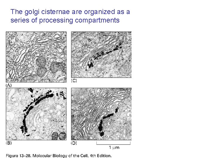 The golgi cisternae are organized as a series of processing compartments 