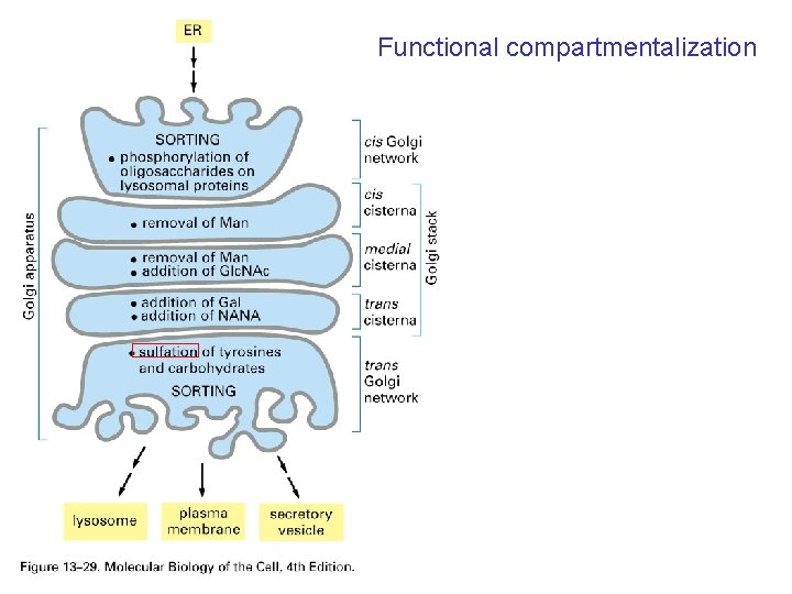 Functional compartmentalization 