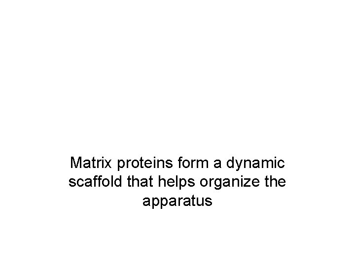 Matrix proteins form a dynamic scaffold that helps organize the apparatus 