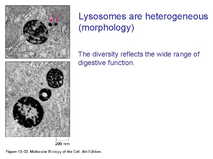 Lysosomes are heterogeneous (morphology) The diversity reflects the wide range of digestive function. 