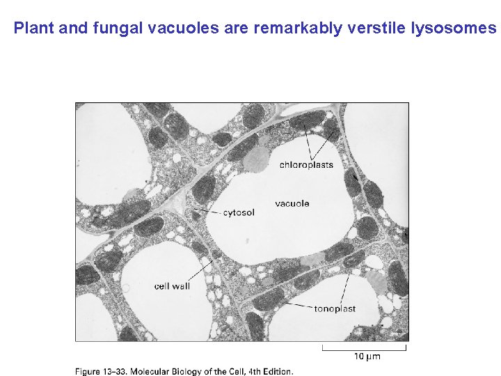 Plant and fungal vacuoles are remarkably verstile lysosomes 