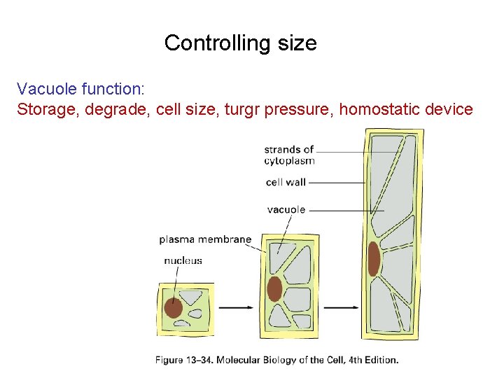 Controlling size Vacuole function: Storage, degrade, cell size, turgr pressure, homostatic device 