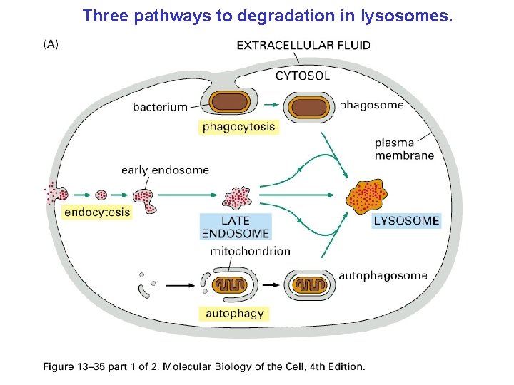 Three pathways to degradation in lysosomes. 