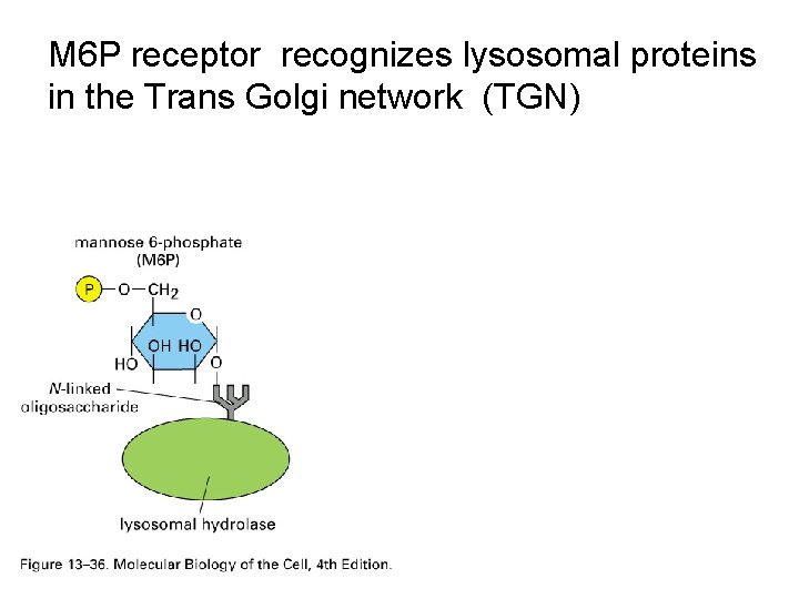 M 6 P receptor recognizes lysosomal proteins in the Trans Golgi network (TGN) 