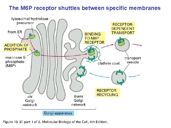 The M 6 P receptor shuttles between specific membranes 