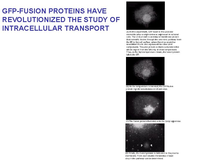GFP-FUSION PROTEINS HAVE REVOLUTIONIZED THE STUDY OF INTRACELLULAR TRANSPORT 