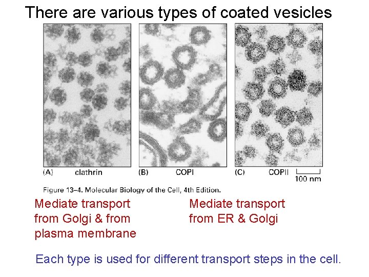 There are various types of coated vesicles Mediate transport from Golgi & from plasma