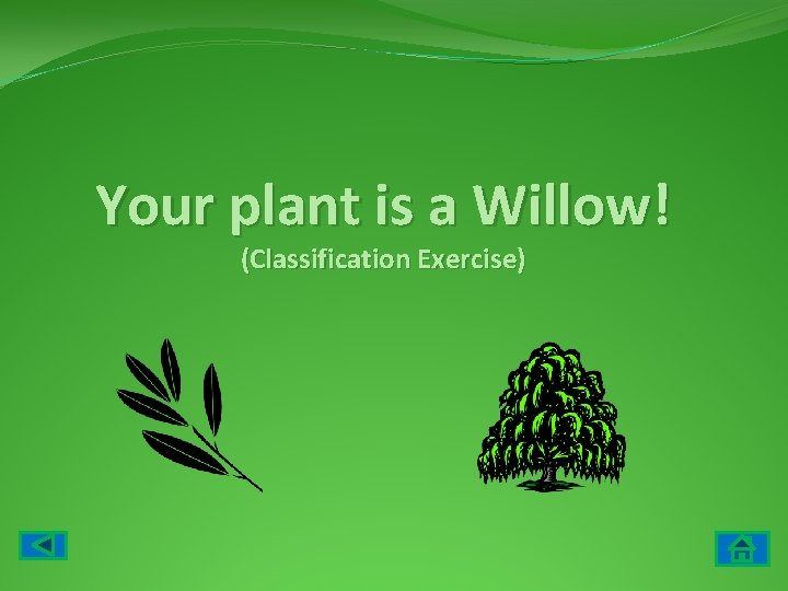 Your plant is a Willow! (Classification Exercise) 