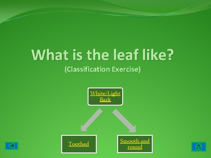 What is the leaf like? (Classification Exercise) White/Light Bark Toothed Smooth and round 