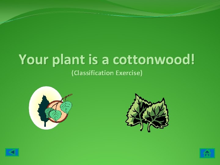 Your plant is a cottonwood! (Classification Exercise) 