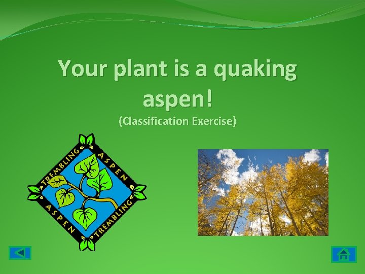 Your plant is a quaking aspen! (Classification Exercise) 