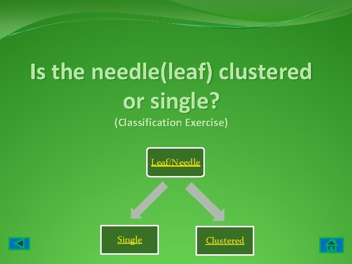 Is the needle(leaf) clustered or single? (Classification Exercise) Leaf/Needle Single Clustered 
