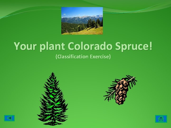 Your plant Colorado Spruce! (Classification Exercise) 