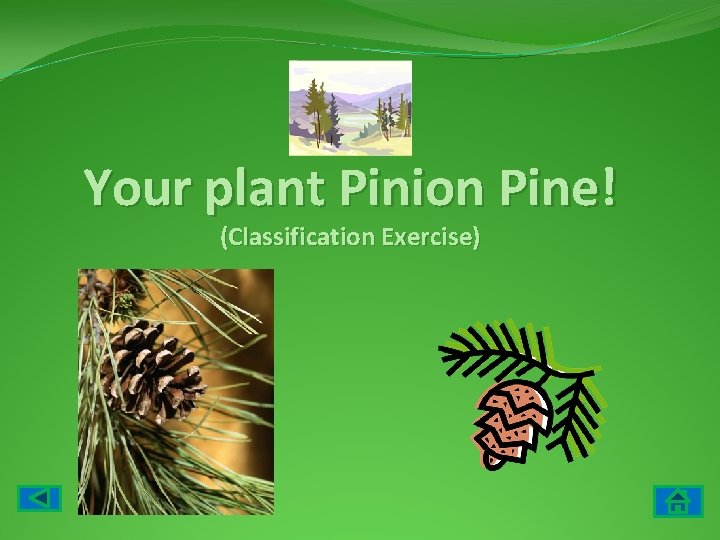Your plant Pinion Pine! (Classification Exercise) 