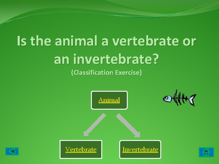 Is the animal a vertebrate or an invertebrate? (Classification Exercise) Animal Vertebrate Invertebrate 