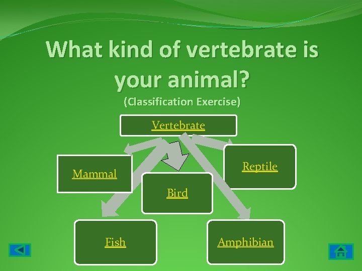 What kind of vertebrate is your animal? (Classification Exercise) Vertebrate Reptile Mammal Bird Fish