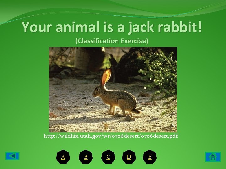 Your animal is a jack rabbit! (Classification Exercise) http: //wildlife. utah. gov/wr/0706 desert. pdf
