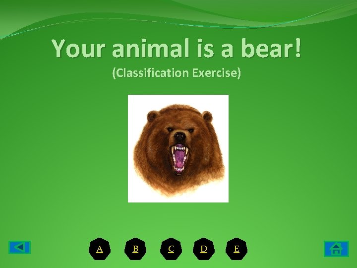 Your animal is a bear! (Classification Exercise) A B C D E 