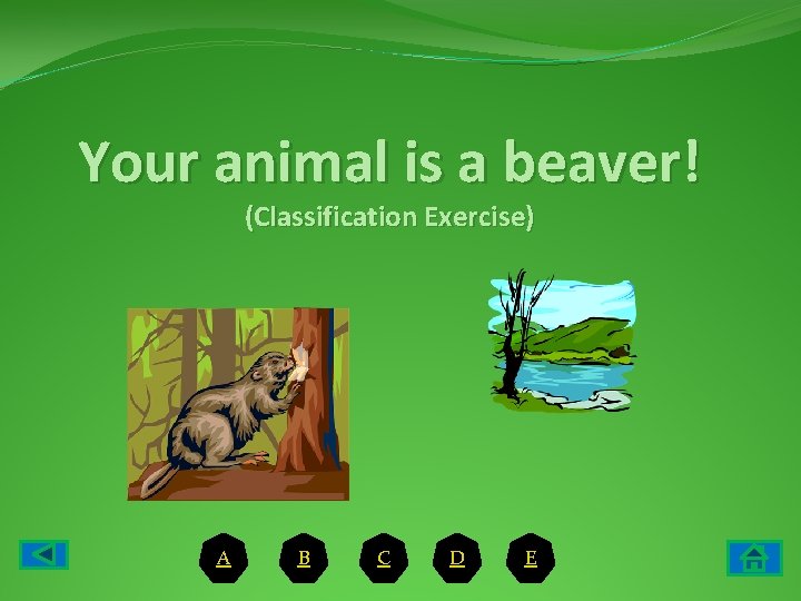 Your animal is a beaver! (Classification Exercise) A B C D E 