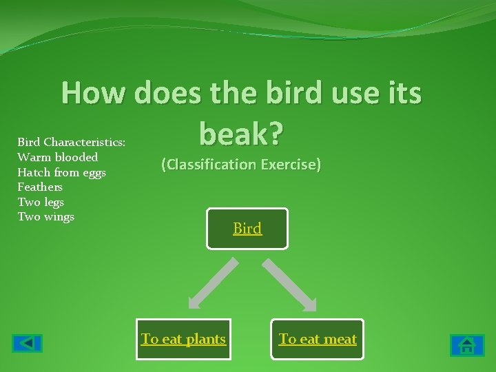 How does the bird use its beak? Bird Characteristics: Warm blooded Hatch from eggs