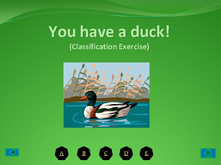 You have a duck! (Classification Exercise) A B C D E 