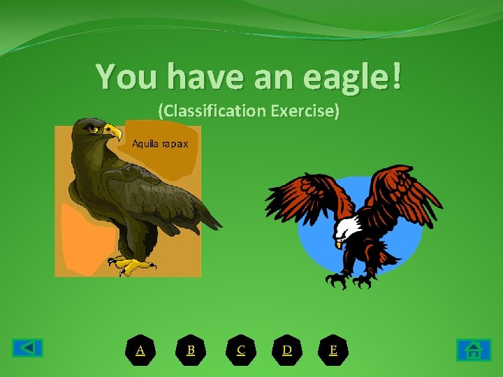 You have an eagle! (Classification Exercise) A B C D E 