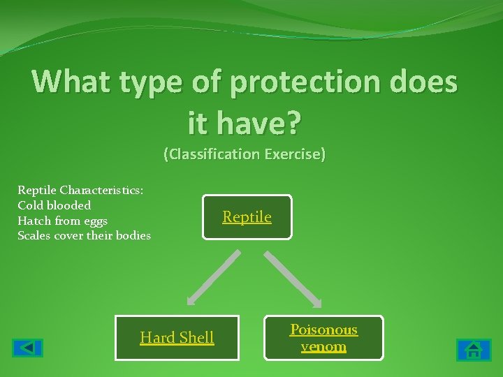 What type of protection does it have? (Classification Exercise) Reptile Characteristics: Cold blooded Hatch