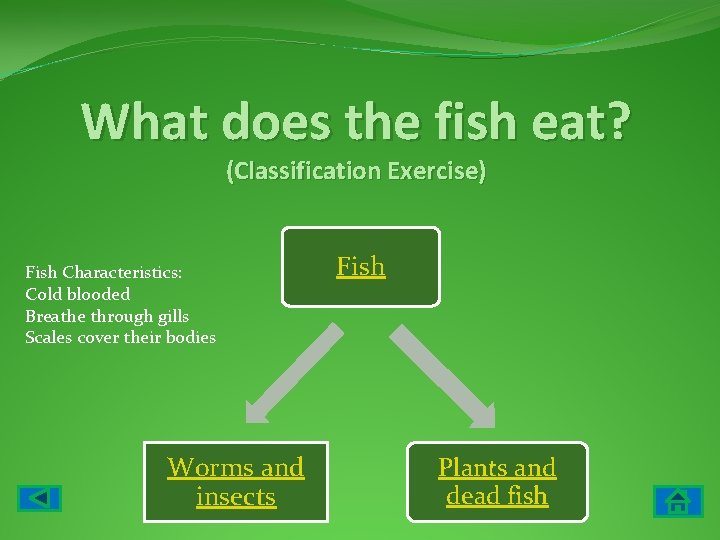 What does the fish eat? (Classification Exercise) Fish Characteristics: Cold blooded Breathe through gills