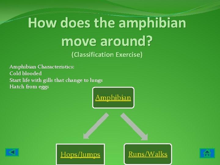 How does the amphibian move around? (Classification Exercise) Amphibian Characteristics: Cold blooded Start life