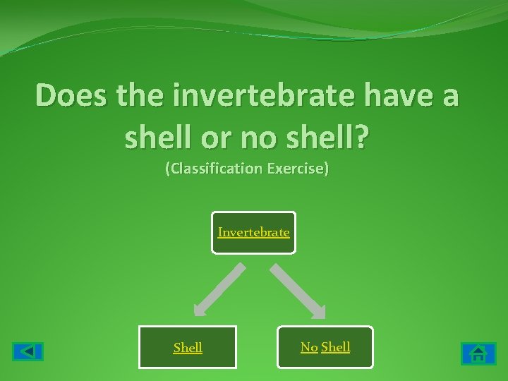Does the invertebrate have a shell or no shell? (Classification Exercise) Invertebrate Shell No