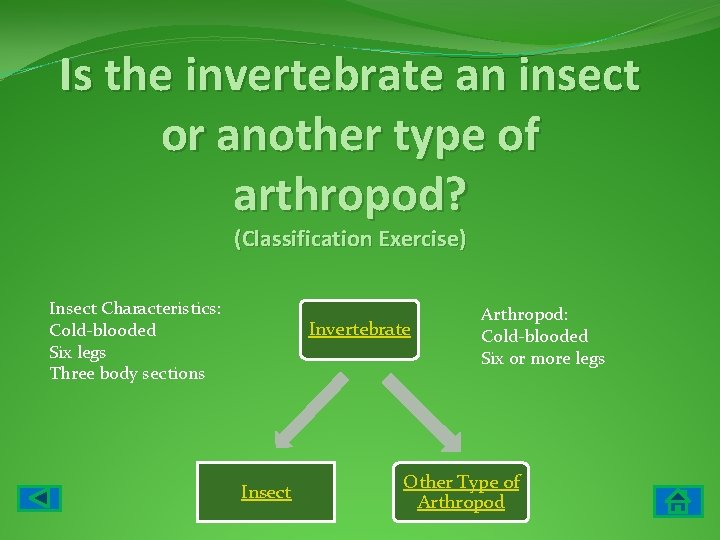 Is the invertebrate an insect or another type of arthropod? (Classification Exercise) Insect Characteristics: