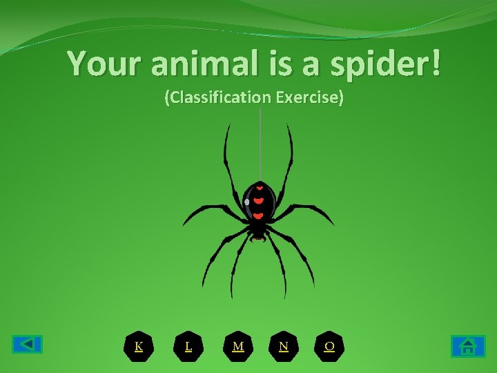 Your animal is a spider! (Classification Exercise) K L M N O 