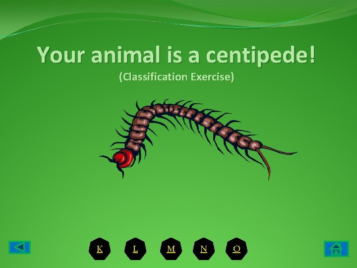 Your animal is a centipede! (Classification Exercise) K L M N O 