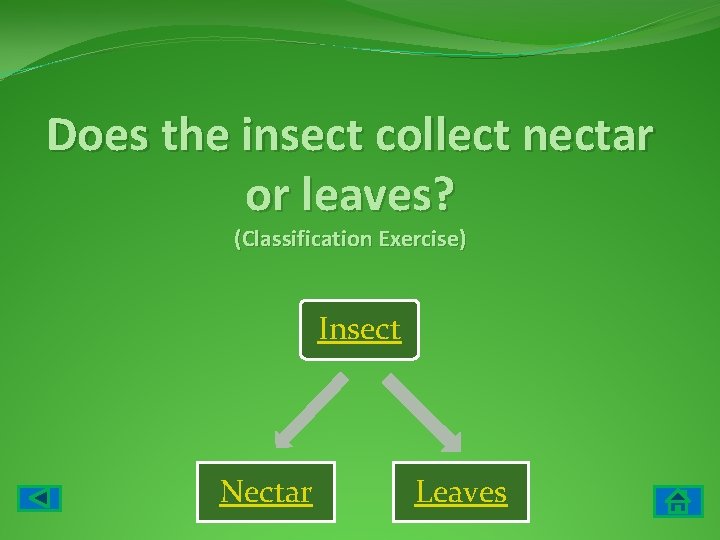 Does the insect collect nectar or leaves? (Classification Exercise) Insect Nectar Leaves 