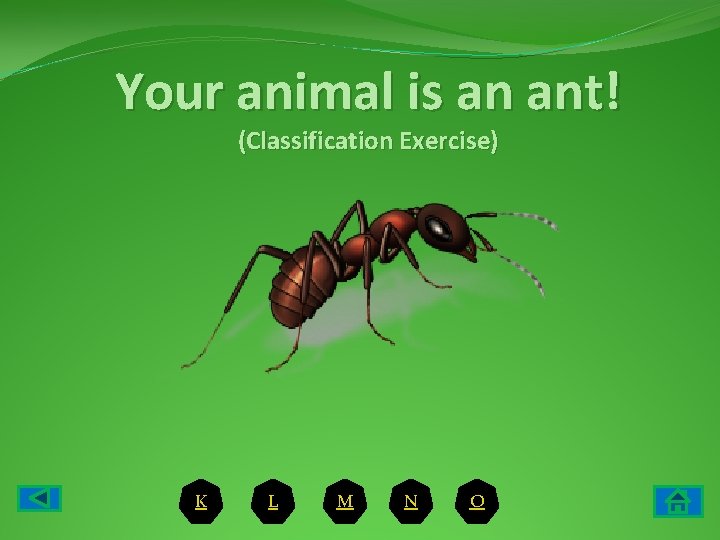 Your animal is an ant! (Classification Exercise) K L M N O 