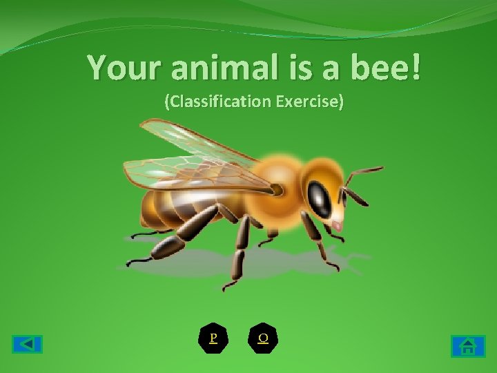 Your animal is a bee! (Classification Exercise) P Q 