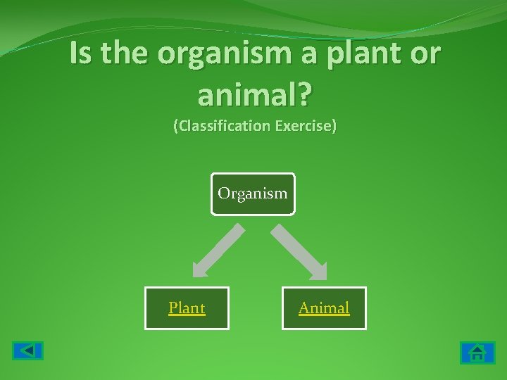 Is the organism a plant or animal? (Classification Exercise) Organism Plant Animal 