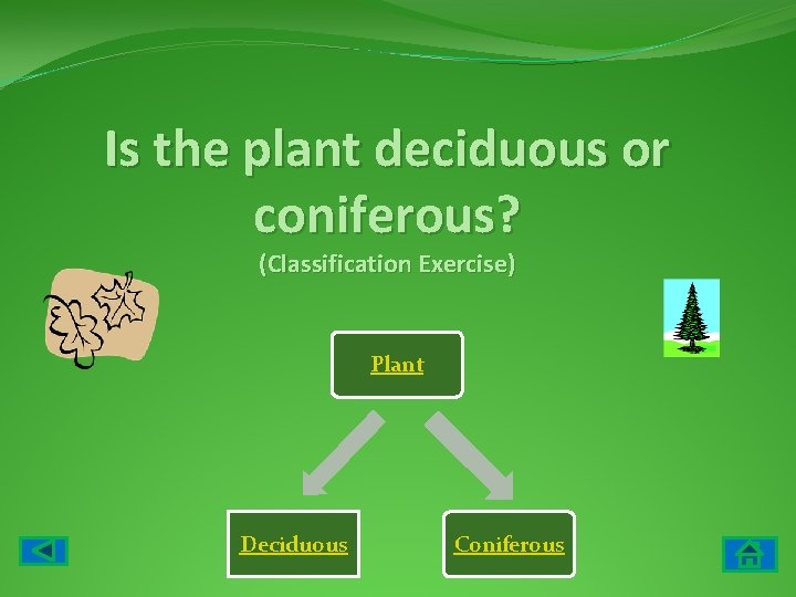 Is the plant deciduous or coniferous? (Classification Exercise) Plant Deciduous Coniferous 