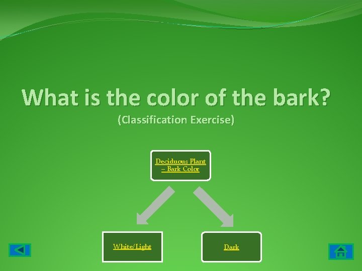 What is the color of the bark? (Classification Exercise) Deciduous Plant – Bark Color
