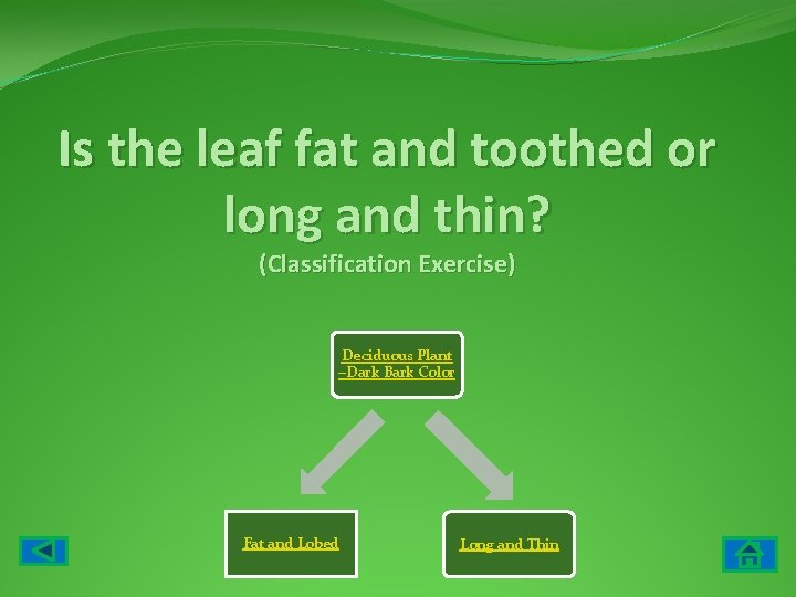 Is the leaf fat and toothed or long and thin? (Classification Exercise) Deciduous Plant