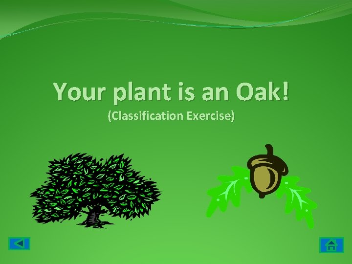 Your plant is an Oak! (Classification Exercise) 