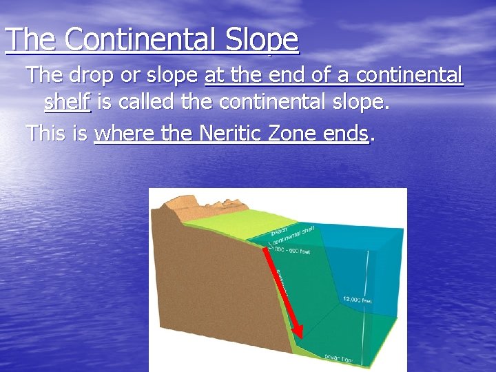 The Continental Slope The drop or slope at the end of a continental shelf