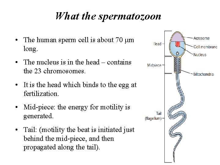 What the spermatozoon • The human sperm cell is about 70 µm long. •