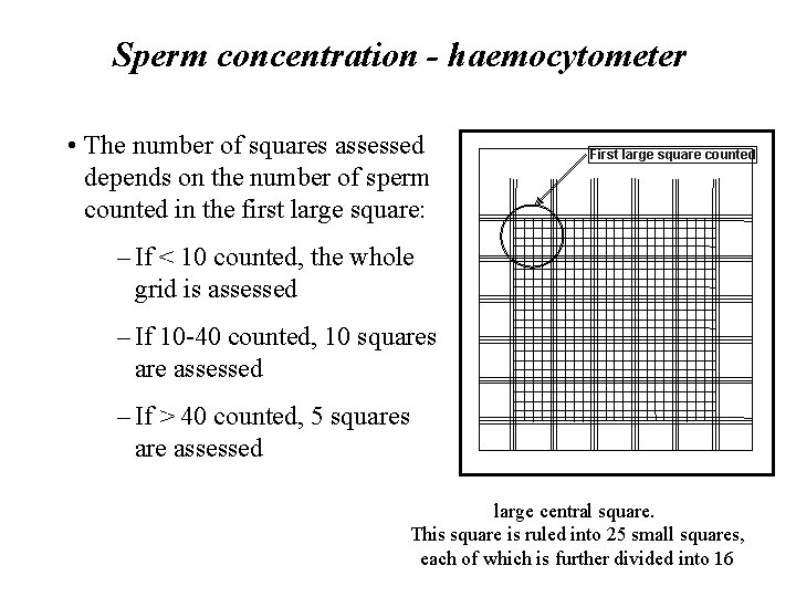 Sperm concentration - haemocytometer • The number of squares assessed depends on the number