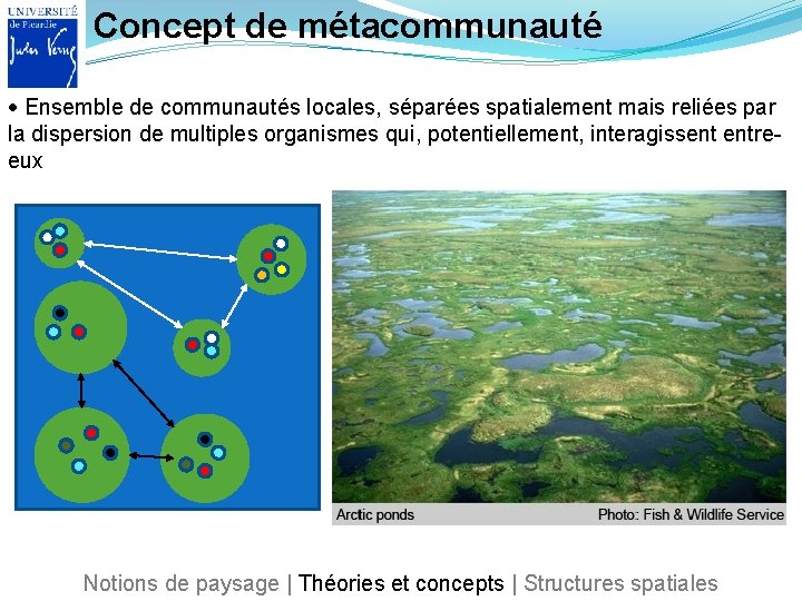 Concept de métacommunauté Ensemble de communautés locales, séparées spatialement mais reliées par la dispersion