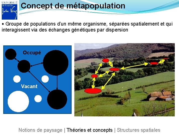 Concept de métapopulation Groupe de populations d’un même organisme, séparées spatialement et qui interagissent