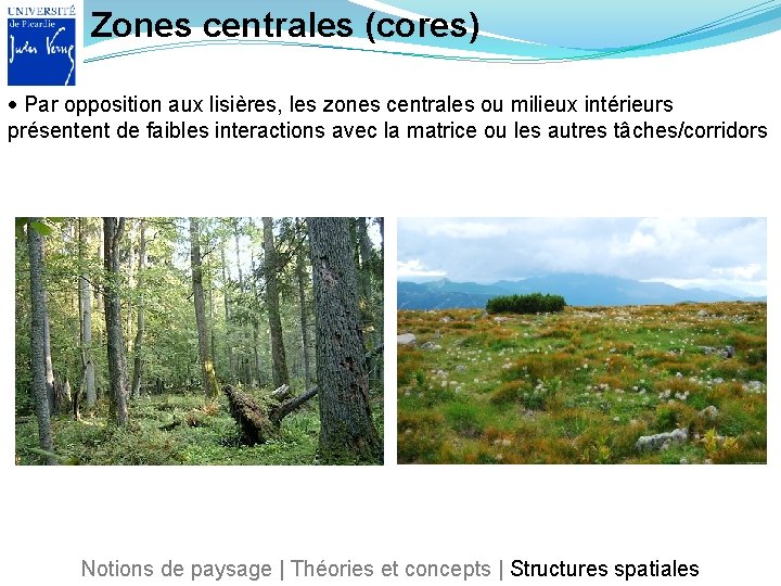 Zones centrales (cores) Par opposition aux lisières, les zones centrales ou milieux intérieurs présentent